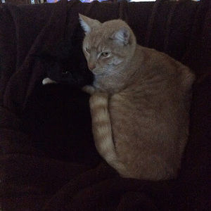 Meet your Posher, Rose